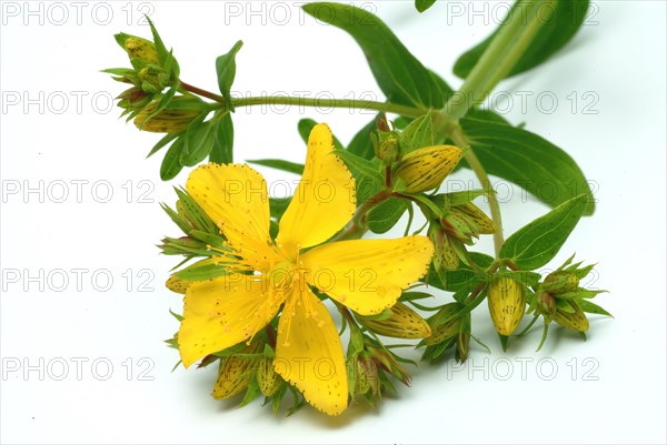 Medicinal plant St. John's wort