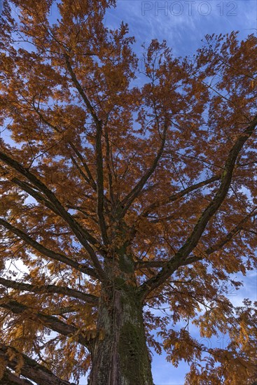 Autumn colouring of a locusts