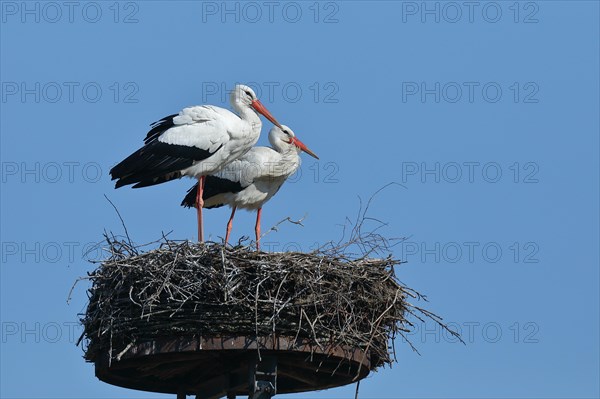 Two white storks