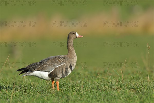 Greater white-fronted goose