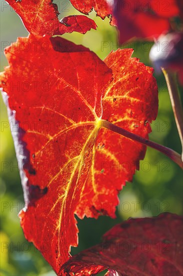 Close-up of an autumn red foliage leaf