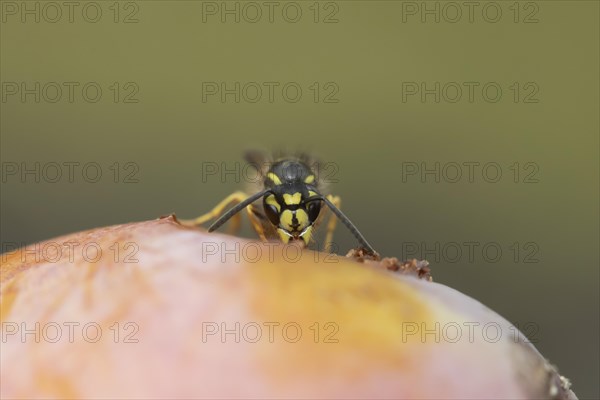 Common wasp