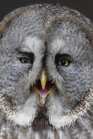 Great grey owl