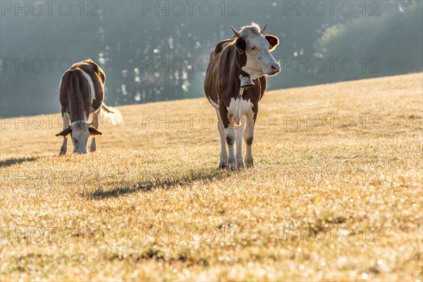 Cows in the pasture in the morning. Montbeliarde cow in the Jura Mountains in France