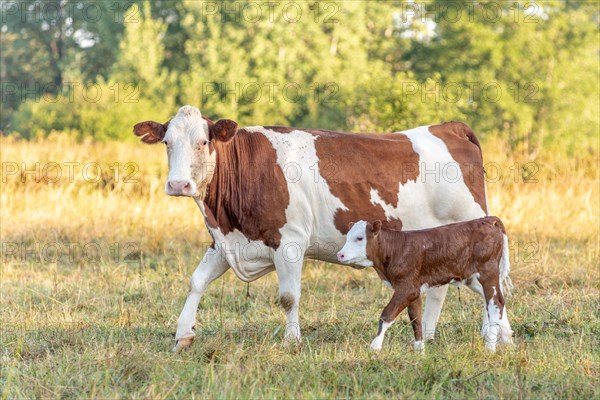 Cow with her calf. Cows in the pasture in the morning. Montbeliarde cow in the Jura. France