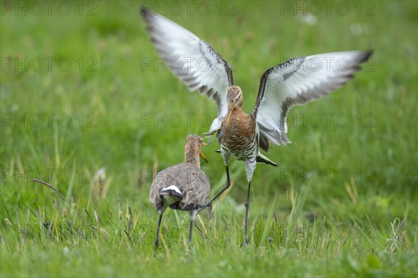 Black-tailed Godwit