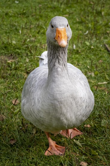 Greylag Goose