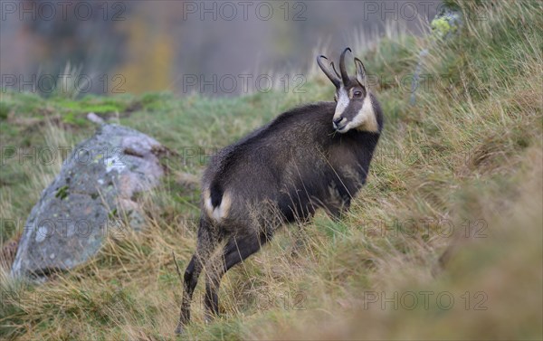 Chamois