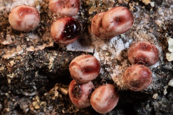 Atlas silk moth some reddish eggs