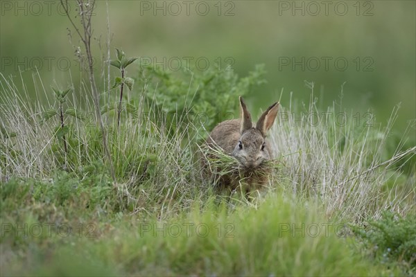 Rabbit