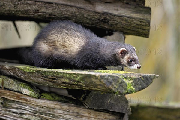 European polecat