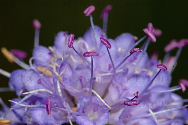 Common devil's-bit purple flower