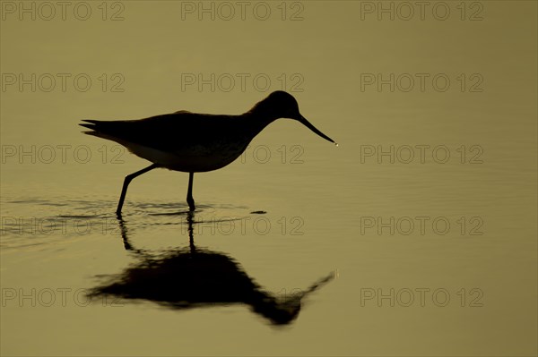 Greenshank