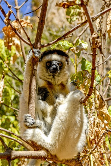 Coquerel-Sifaka