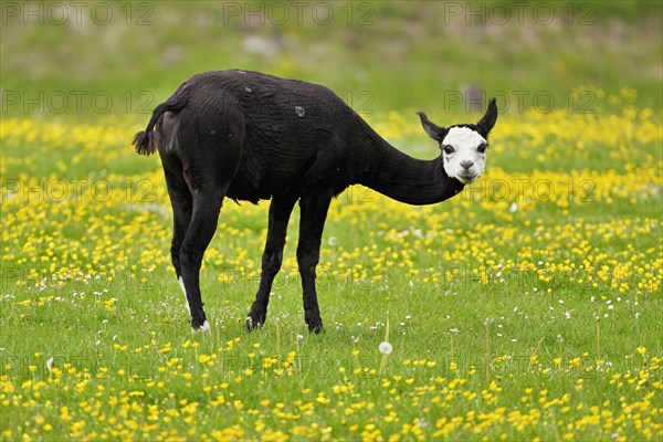 Alpaca