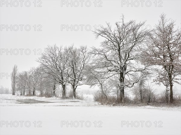 Winter landscape