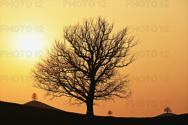 Silhouettes of an oak tree