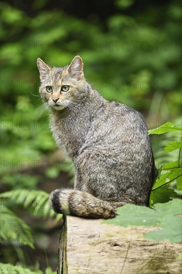 European wildcat