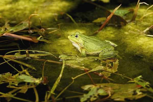 Green frog