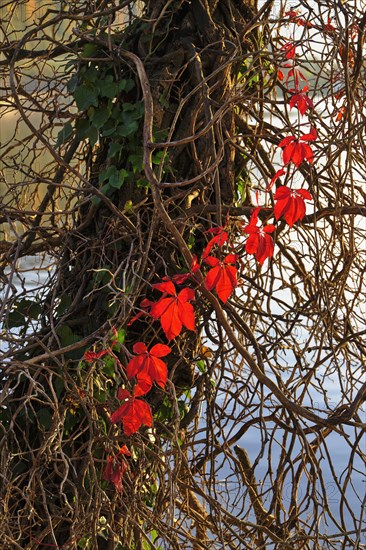 Branch of red discoloured ivy on tree trunk