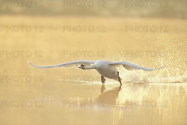 Mute Swan