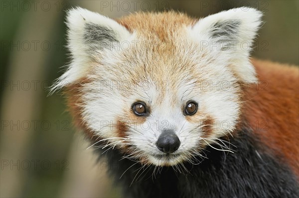 Red panda