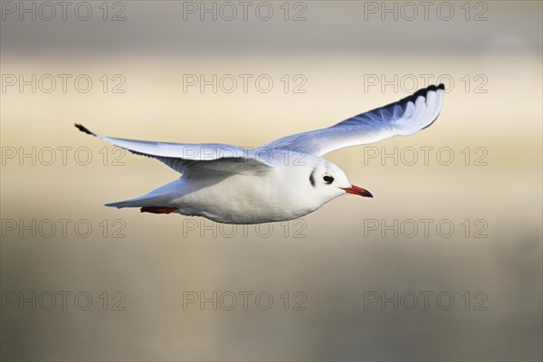 Black-headed Black-headed Gull