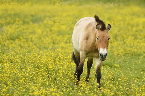 Przewalski's horse