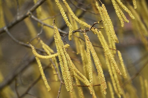 Common hazel