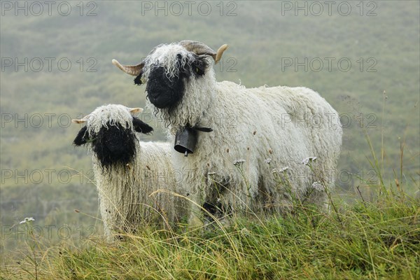 Valais black-nosed domestic sheep