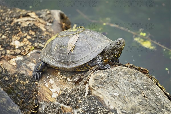 European pond turtle