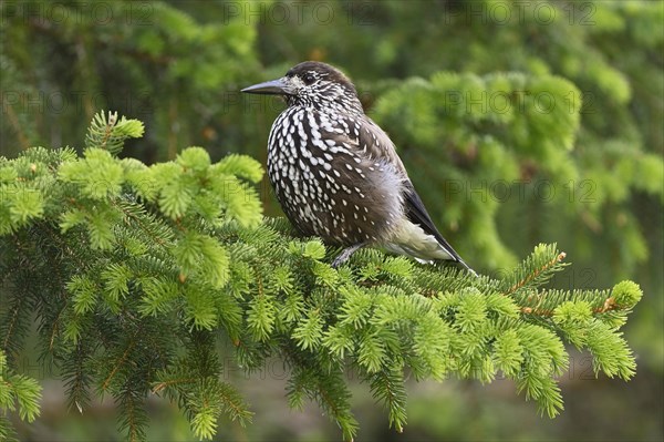 Spotted nutcracker