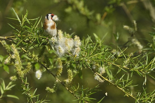 European goldfinch