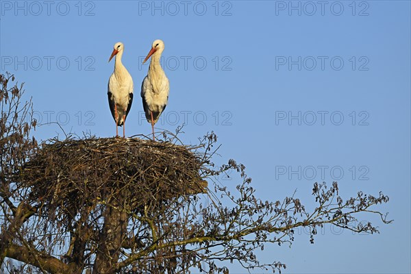 Two white storks