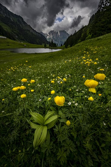 Globeflowers