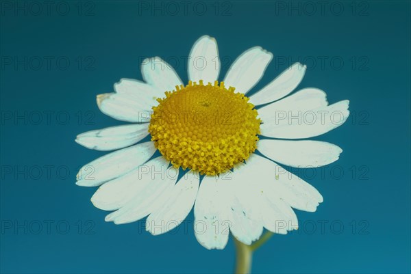 Medicinal plant Chamomile