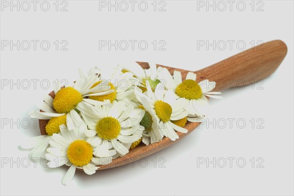 Medicinal plant Chamomile