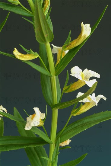 Common hedgehyssop