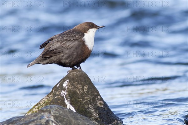 White-breasted dipper