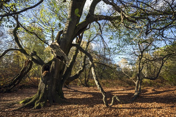 Common beech