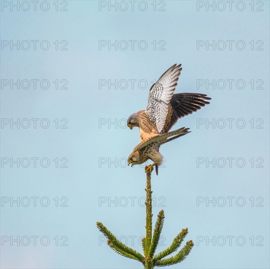 Common kestrel