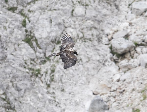 Juvenile bearded vulture