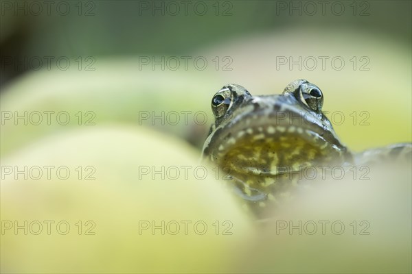 Common frog