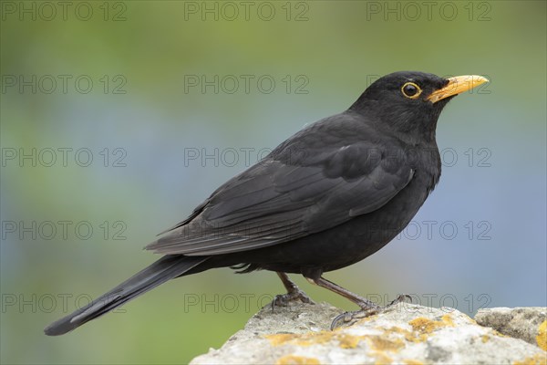 European blackbird