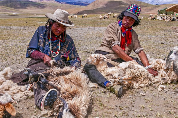 Tibetan shepards shaving sheeps along the road from Tsochen to Lhasa