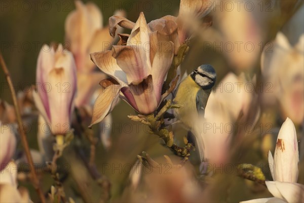 Blue tit