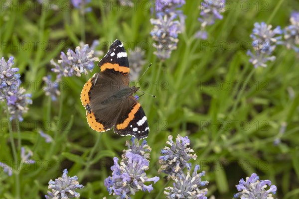 Red admiral