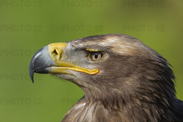 Steppe eagle