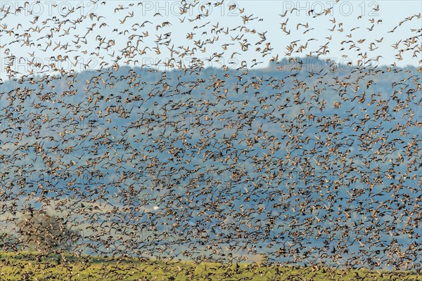 Flock of starlings in coordinated flight in the vineyard in autumn. Alsace