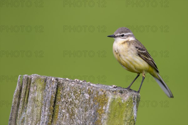 Western yellow wagtail